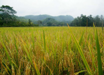 Paddy cultivation in Sri Lanka, organic versus agrochemical methods