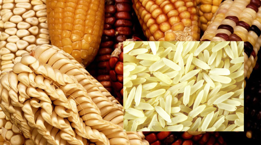 Pakistan's surplus rice and maize will be exported to new destinations including Africa