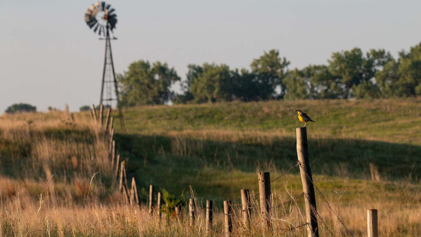 Nestlé and Cargill team up with the National Fish and Wildlife Foundation to support sustainable grazing practices across 1.7 million acres in the U.S. over the next five years