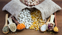 A comprehensive report on the global pulses market