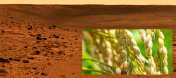 The first colonizers of the Red Planet might be living on rice grown in the Martian soil!
