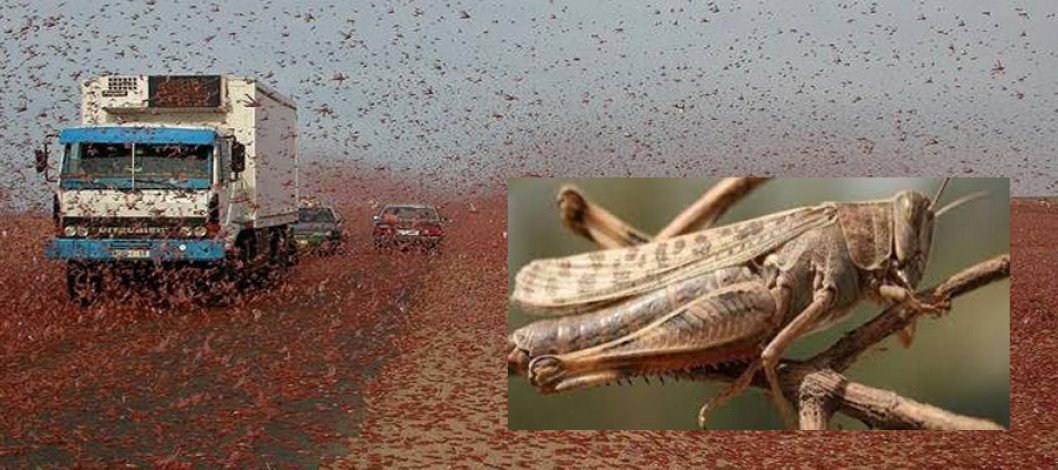 FAO warns of potentially devastating Moroccan Locust outbreak in Afghanistan’s wheat basket