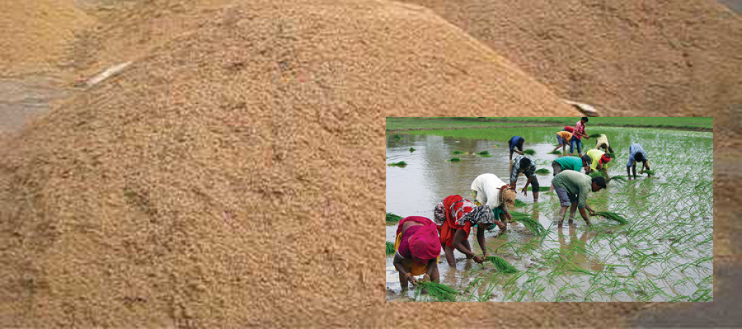 This season's heavy rains are speeding up paddy planting in India