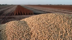 Chinese soy buyers see imports above 100 million tons in the coming years