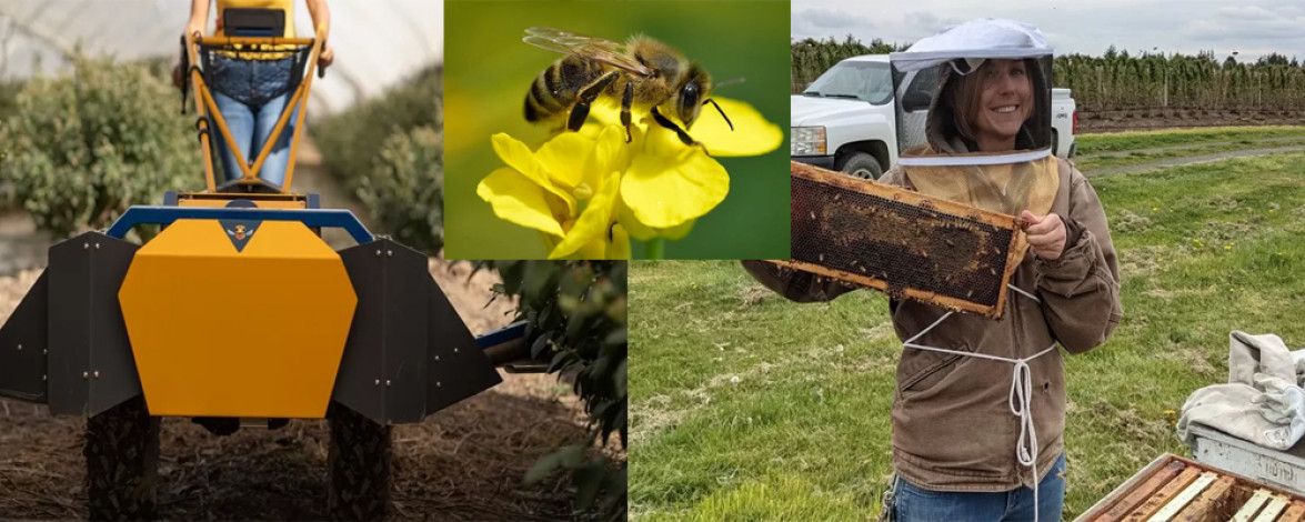 Farmers are turning to technology as bees struggle to pollinate