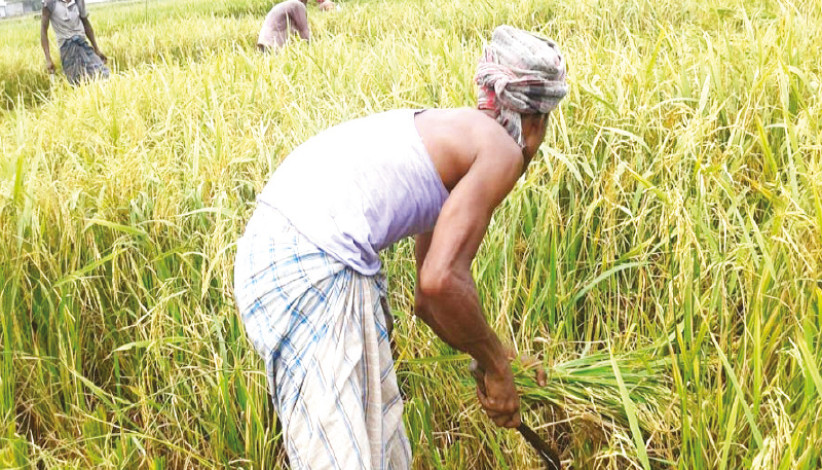 T-Aman harvesting started expecting bumper production in Manikganj