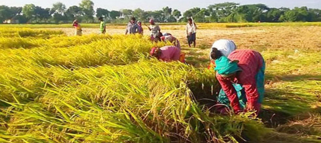 Farmers are expecting a bumper crop of Aman paddy in Rangpur region