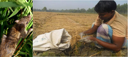 Rice fields in rat holes, farmers affected
