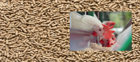 Poultry industry: The price of chicken feed is increasing