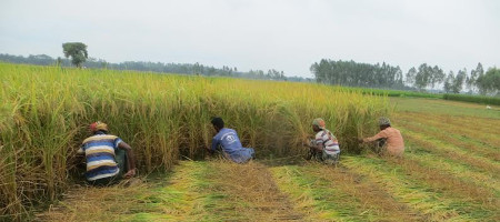 Aman harvesting going on in full swing in Panchagarh