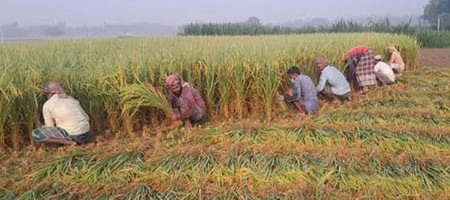 Target achieved in Aman paddy in Kushtia: Farmers are satisfied
