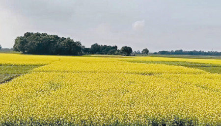 6.60 lakh tonnes of mustard seed yield likely in Rajshahi division