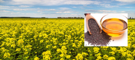 Farmers expect bumper mustard production in Khulna
