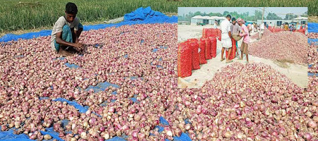 Onion farmers of Pabna saw the face of profit at a good price