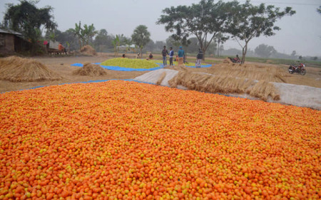 A bumper crop of tomatoes has put a smile on the faces of farmers in Comilla