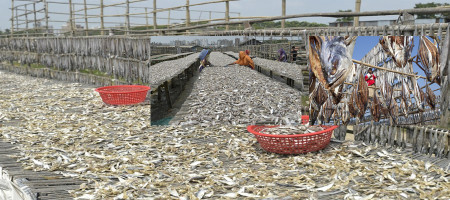 Dried fish export of about Tk. 28 crore in six months ​