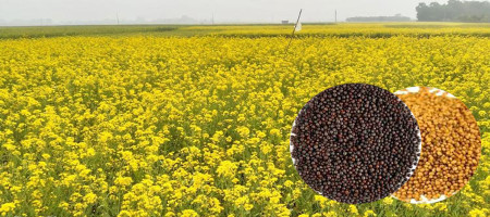 Farmers succeeded in cultivating mustard without cultivation of the land