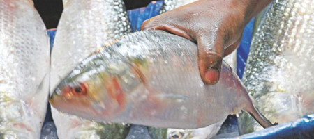 Ban on catching hilsa in two rivers in Bhola