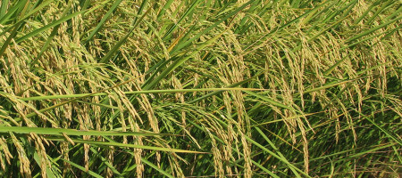 India's basmati rice exports hit $3.54 billion, IARI introduces disease-resistant varieties