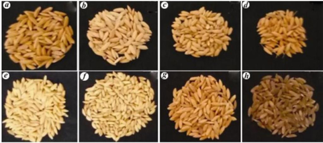 Machine-learning model demonstrates the impact of public breeding on rice yield under climate change