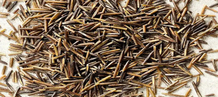 How wild rice “Manoomin” is threatened by climate change
