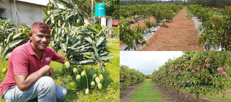 Ultra High-Density Mango Plantation (UHDMP) method has become a boon for farmers