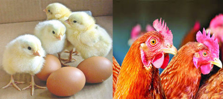 Poultry business update: What did you miss this November?