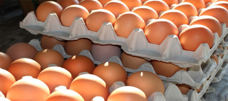 Is the UK egg sector on track to be cage-free by 2025?