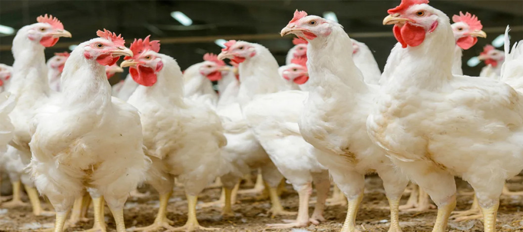 UK politicians hosted at egg farms to showcase the poultry sector