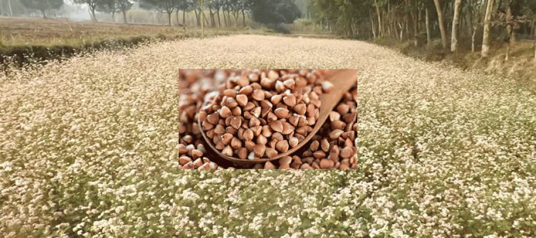 Farmers advised to cultivate  Buckwheat for health benefits