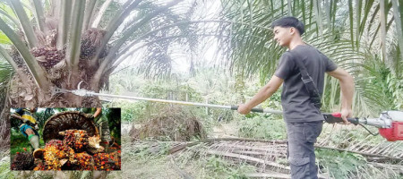 Malaysian man earns 7,000 ringgit a month working on palm oil plantation at just 20 years old