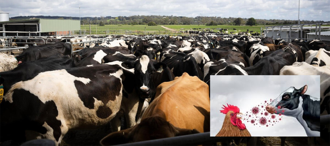 FAO publishes new guidelines for surveillance of influenza in cattle