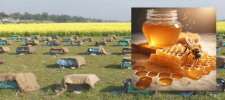 Mustard fields in Jamalpur, Bangladesh, are bustling with beekeeping