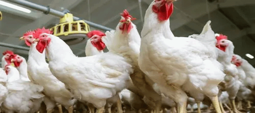 India: Antibiotics in poultry is a growing concern