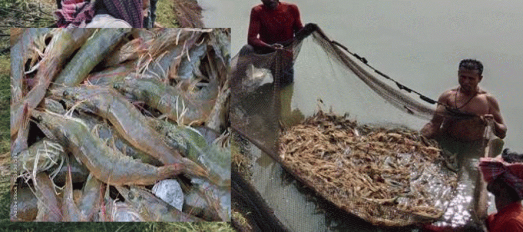 There is potential for cultivating Vannamei (white-legged) shrimp in Khulna