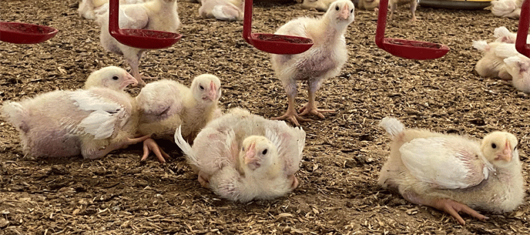 South Africa’s poultry industry remains resilient