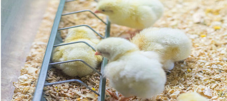 Predicting early welfare issues in poultry using AI and worker knowledge