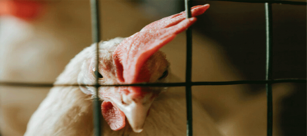 Czech Republic pushes for European ban on cage farming