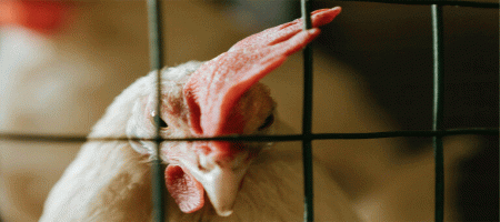 Czech Republic pushes for European ban on cage farming