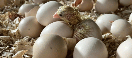 Perdue Farms adopts NestBorn on-farm hatching concept