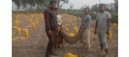 Potatoes from Thakurgaon, Bangladesh, have caught the eye in the global market