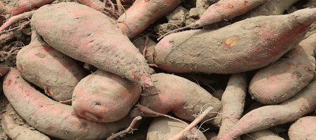 High-yielding 'BAU Sweet Potato-5' has new potential: BAU researchers