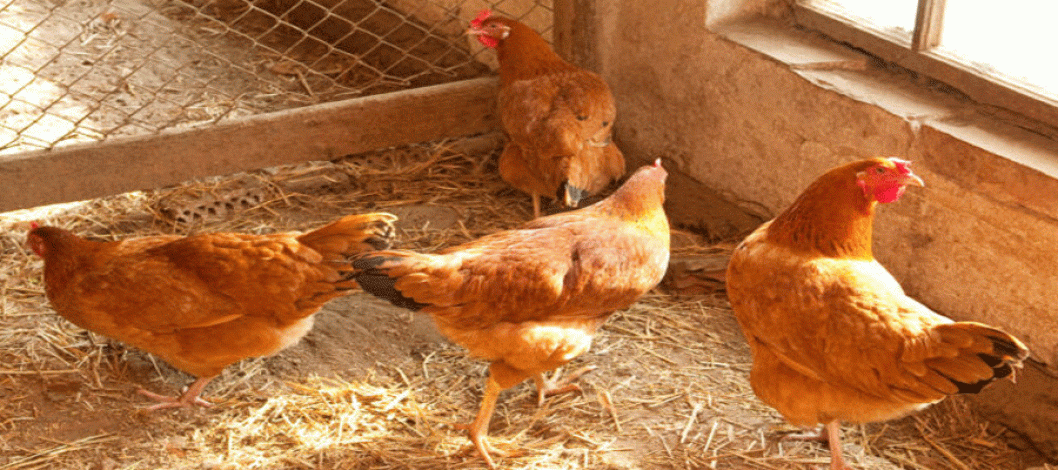 Application of autogenous vaccines in the poultry industry