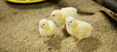 Could dual-purpose poultry improve welfare and ecological outcomes?