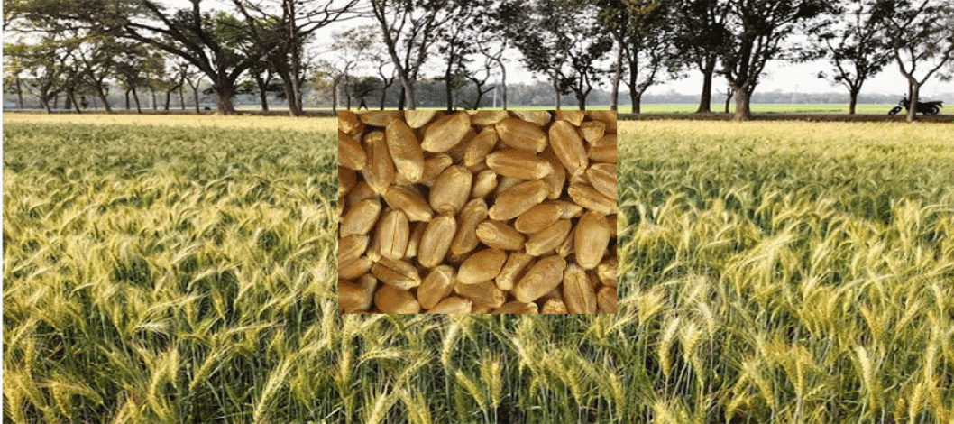 Farmers in Rajshahi district hoping for bumper wheat harvest