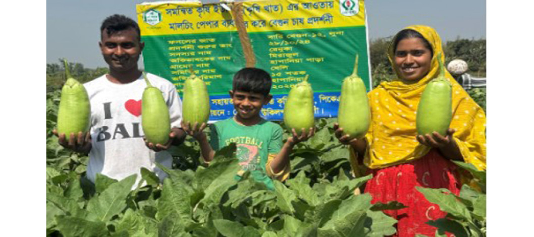 Rafiqul-Bristi couple from Naogaon succeed in cultivating one-kilogram 'brinjal'