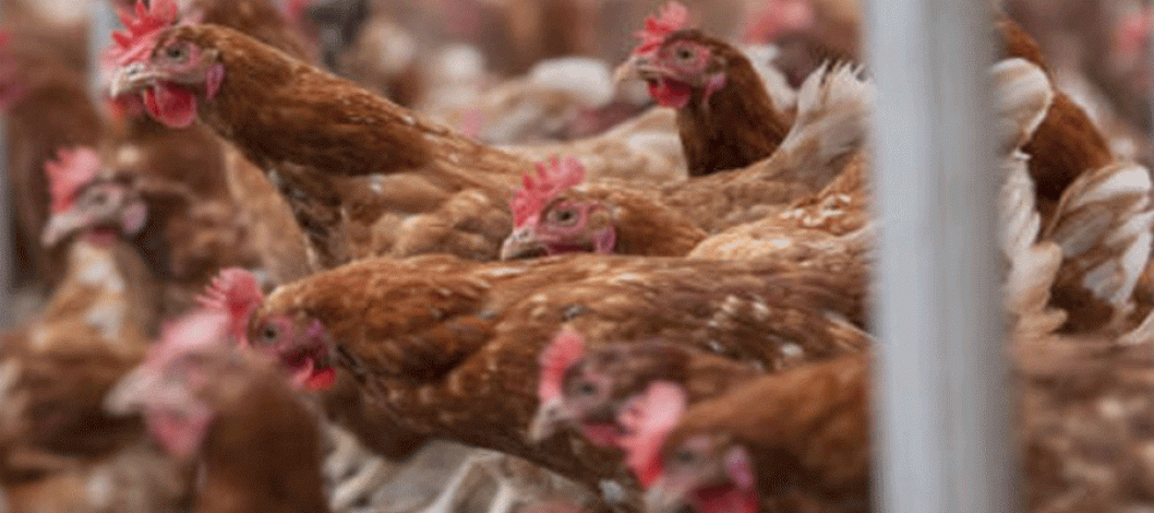 Using genetics to improve the skeletal health of laying hens