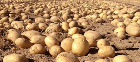 Potato exports nearly double in eight months