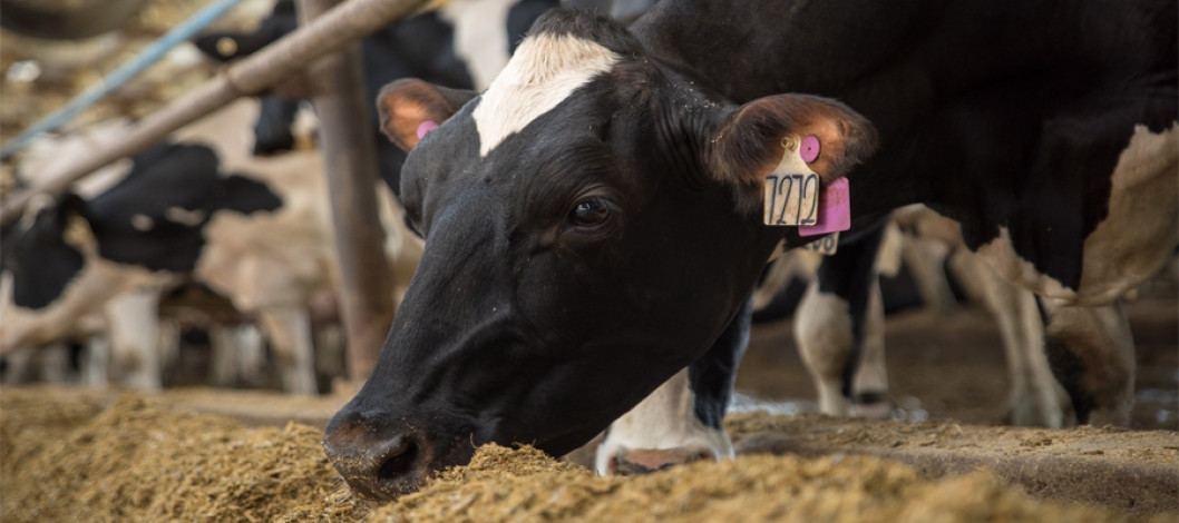Egypt to transform millions of tonnes of agri and food waste into animal feed