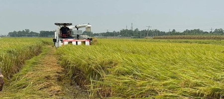 Success in Boro cultivation under the 'Samoloi system' in Natore's Chalanbil